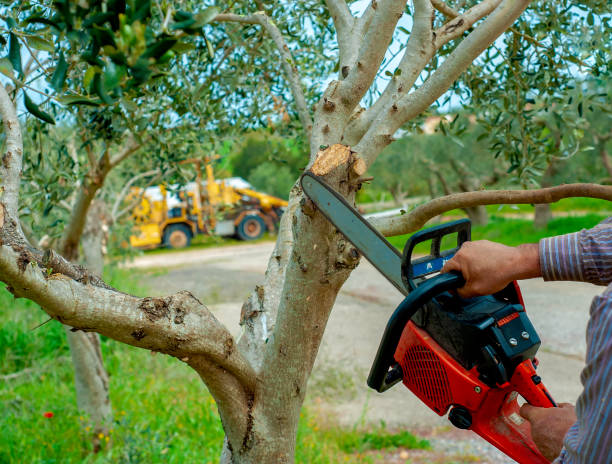 Tree Root Removal in North Wales, PA